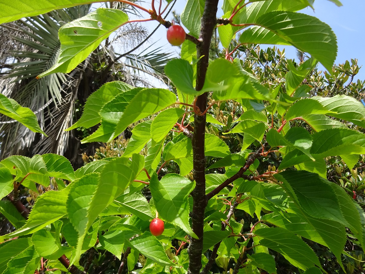 河津桜が可愛い実をつけました 美味しそうと見ていたら 宿中屋 女将の湯処だより