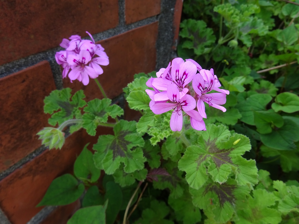 薔薇の香りのするローズゼラニウムの花が咲いて 宿中屋 女将の湯処だより